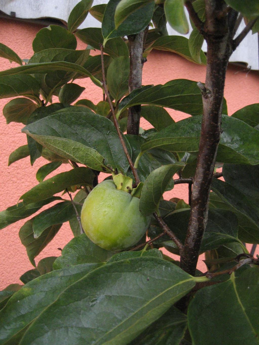 Dattelpflaume, Kakipflaume auch Honigapfel