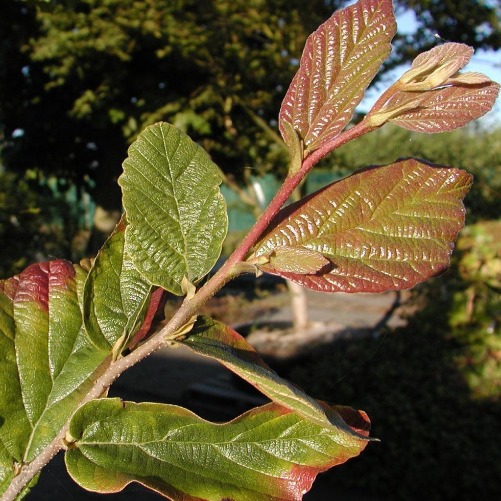 Parrotia persica  