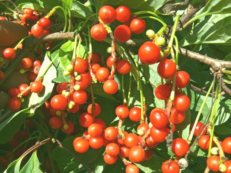 Schisandra chinensis  'Vivamus'