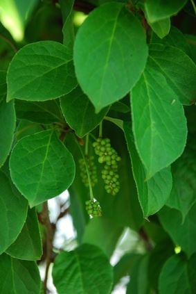 Schisandra chinensis 'Vivamus' 