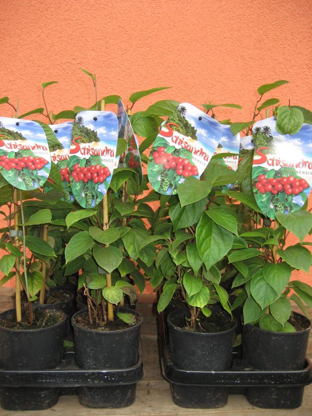 Schisandra chinensis  'Vivamus'