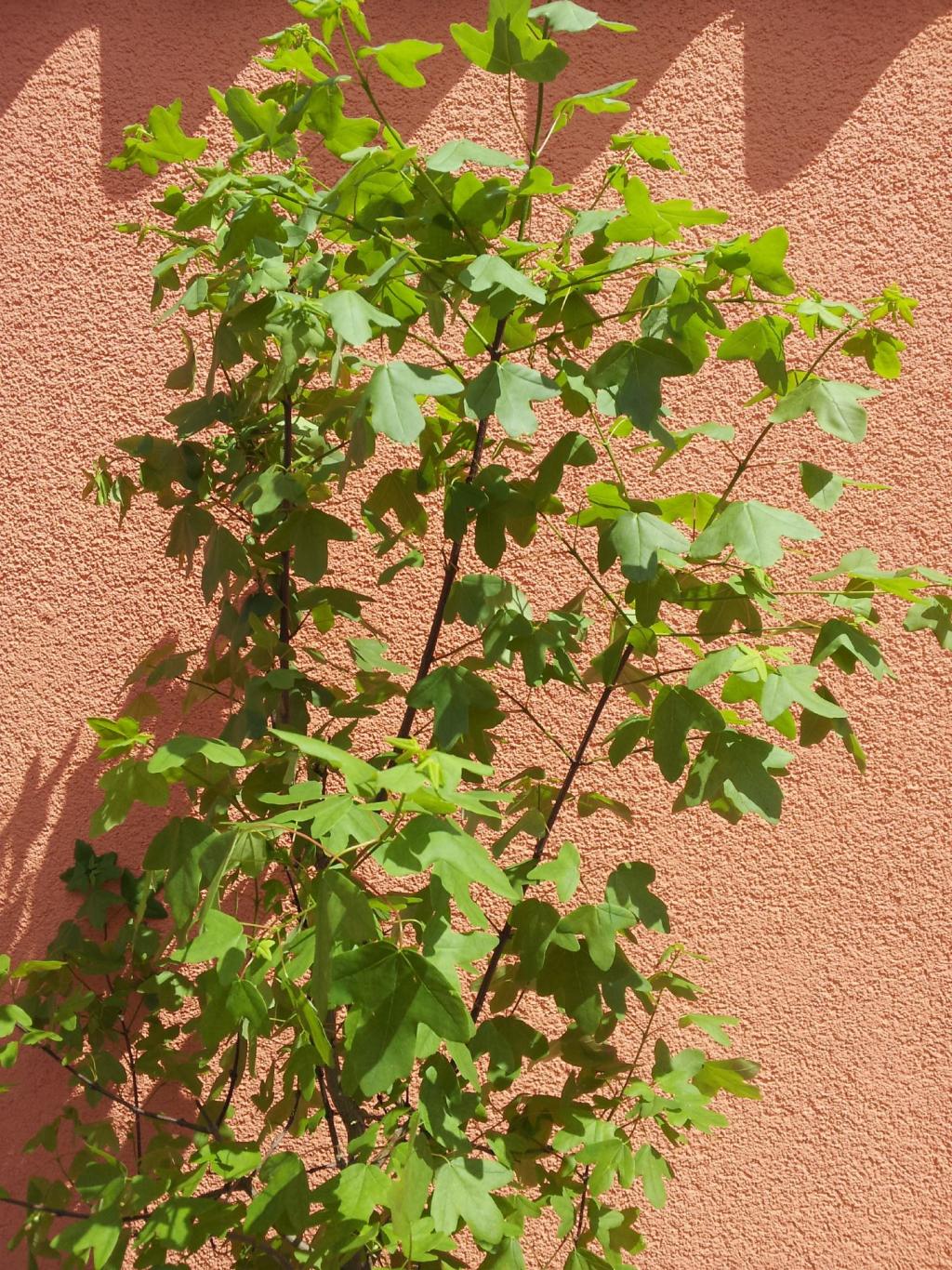 Acer monspessulanum 