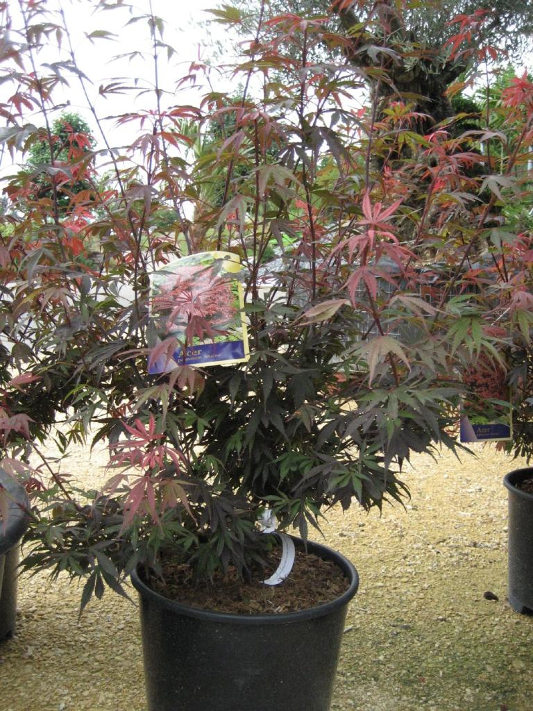 Fächer-Ahorn 'Shaina'