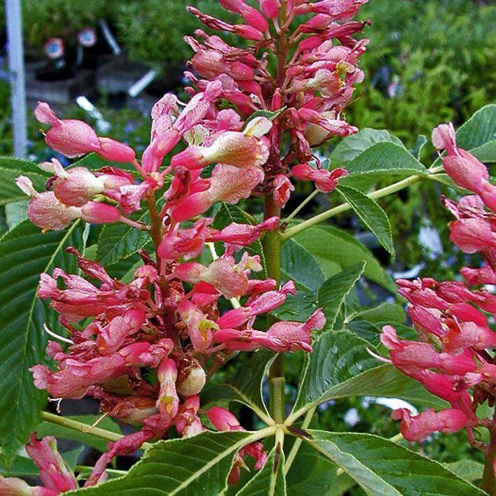 Aesculus pavia discolor