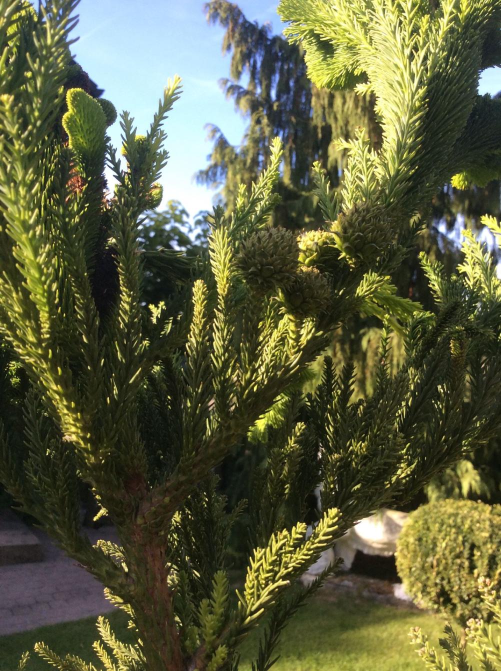 Cryptomeria japonica 'Cristata'
