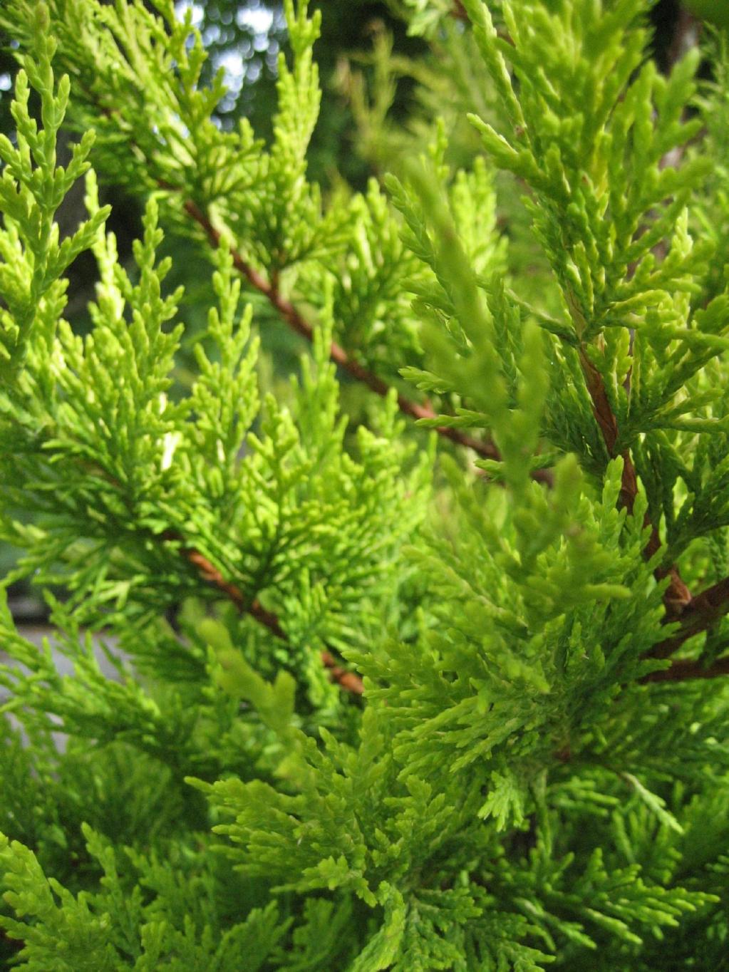Cupressocyparis leylandii 'Gold Rider'