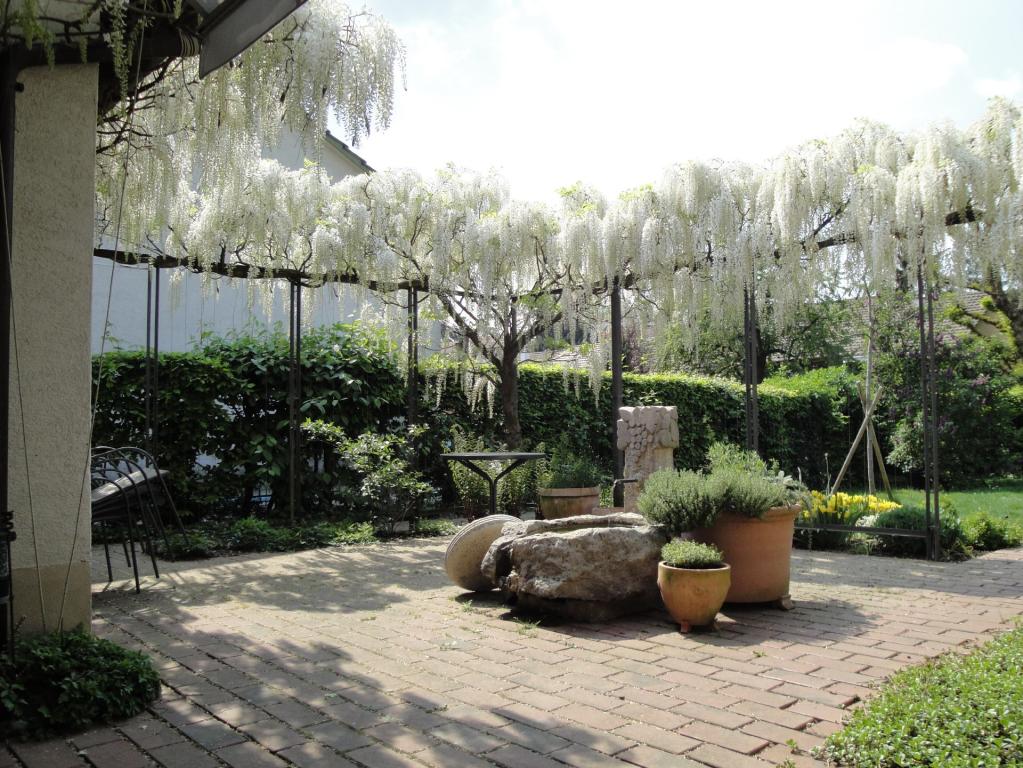 Wisteria floribunda ' Longiss Alba'