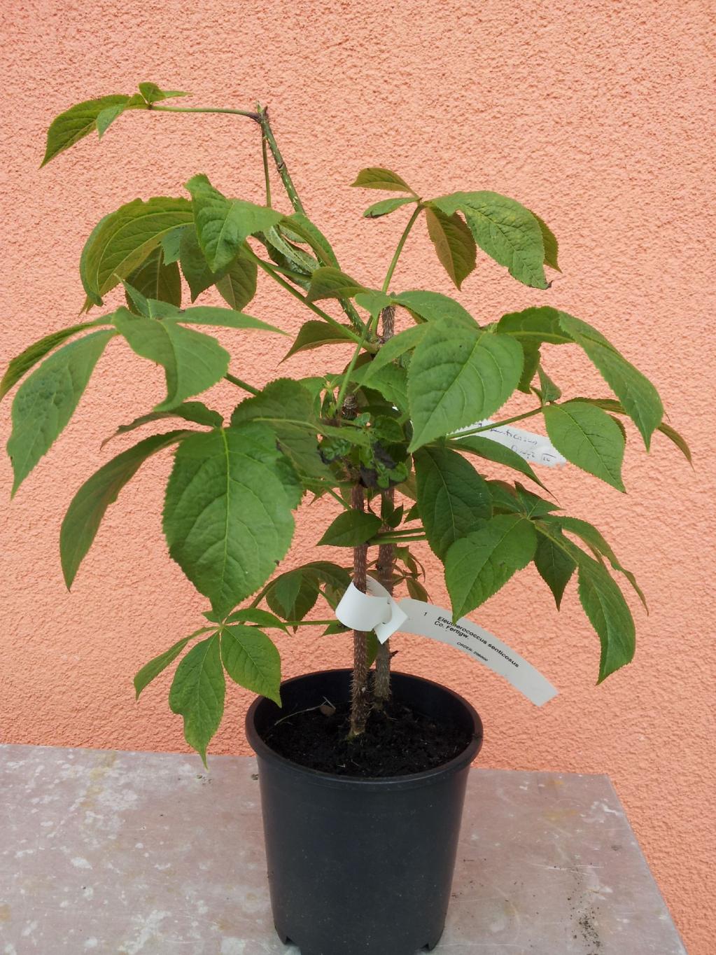 Eleutherococcus senticosus / Fingeraralie