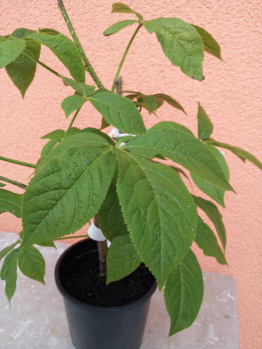 Eleutherococcus senticosus / Fingeraralie