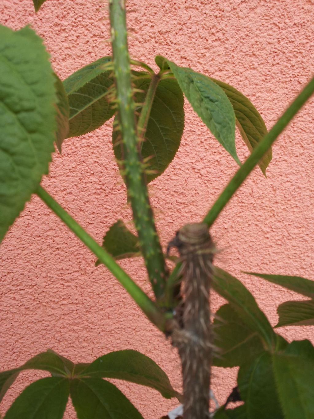 Eleutherococcus senticosus / Fingeraralie