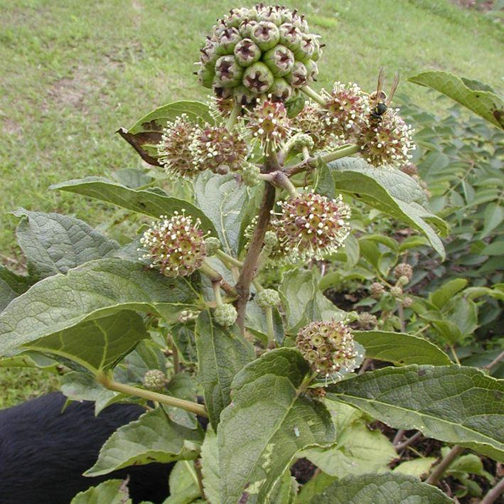 Eleutherococcus senticosus / Fingeraralie