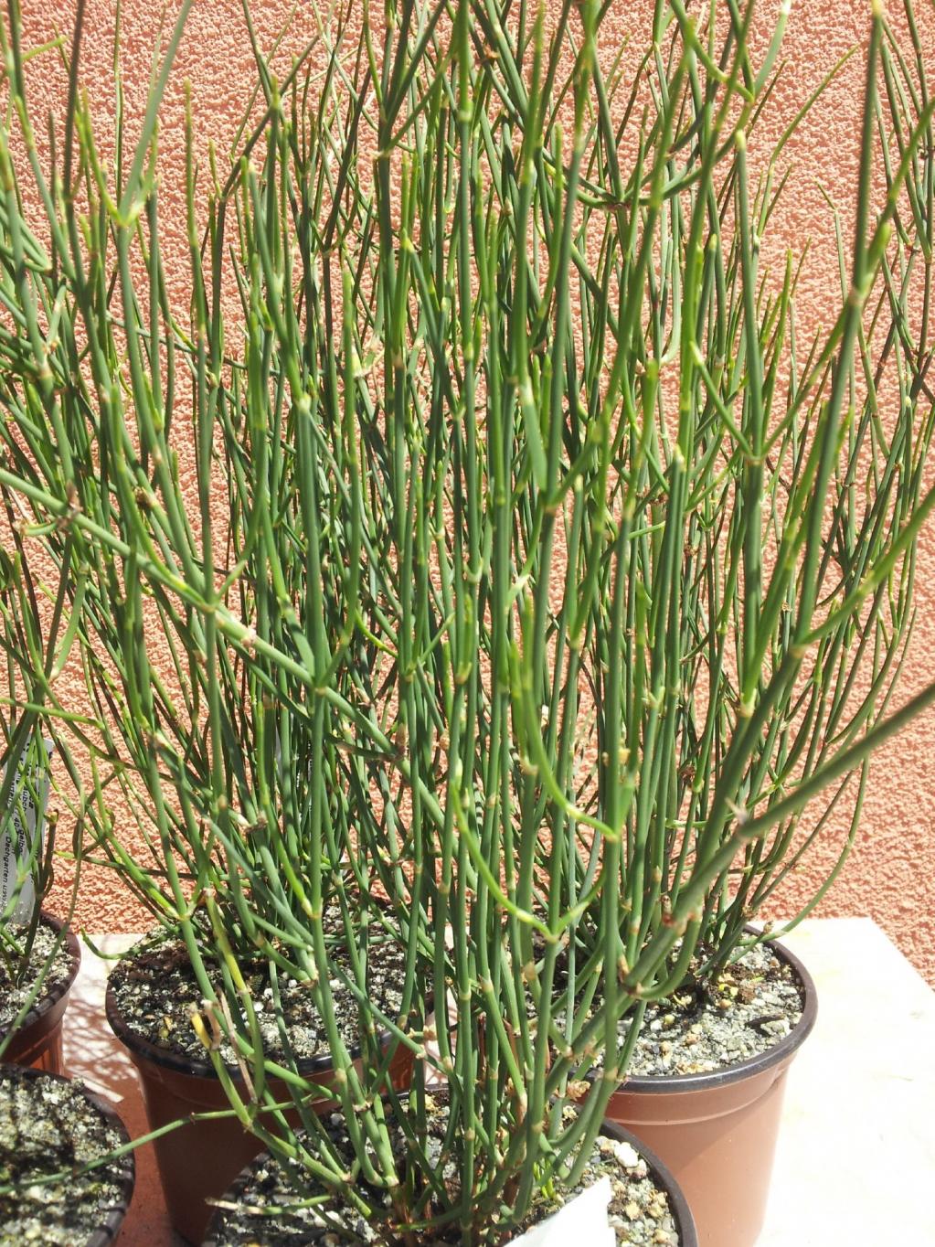 Ephedra distachya subsp. helvetica Schweizer Meert