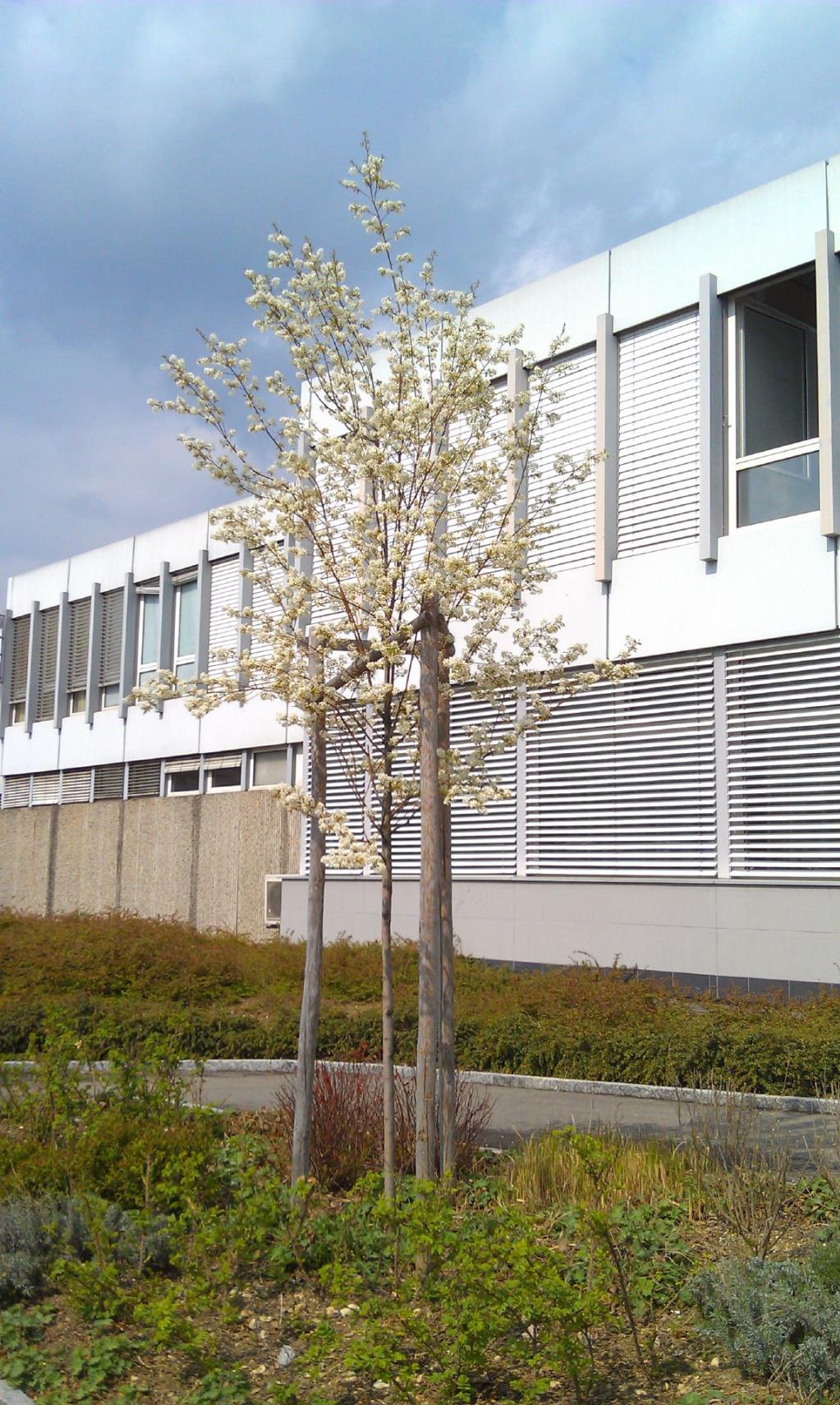 Felsenbirne 'Robin Hill'