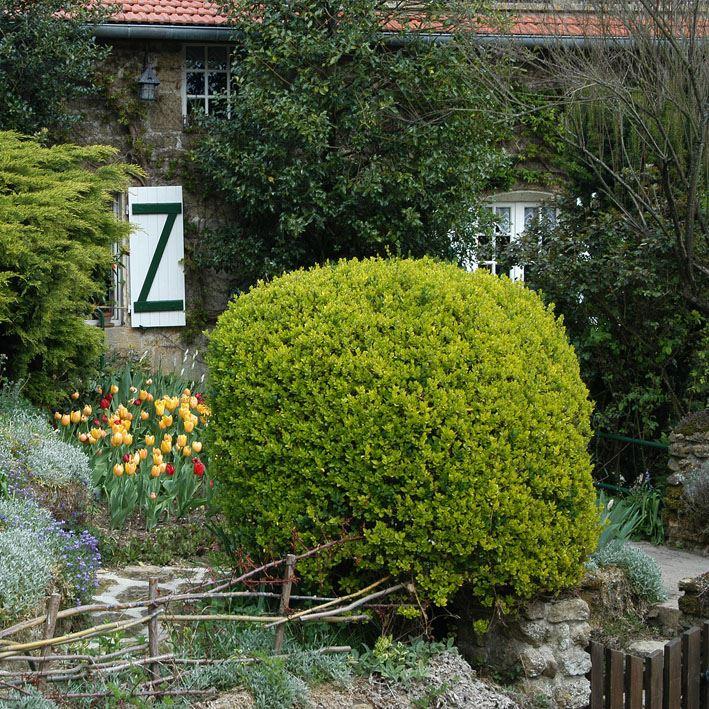 Kugel mir  Goldliguster