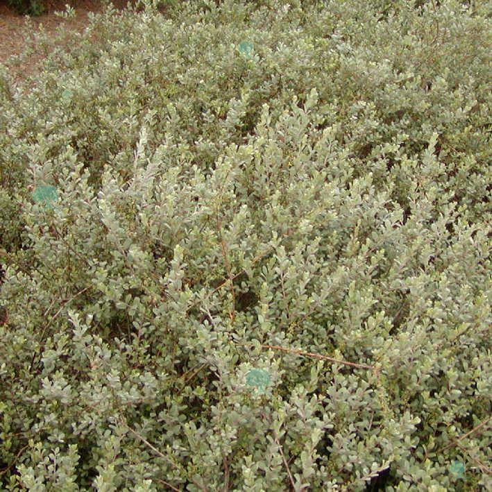 Salix finmarchica