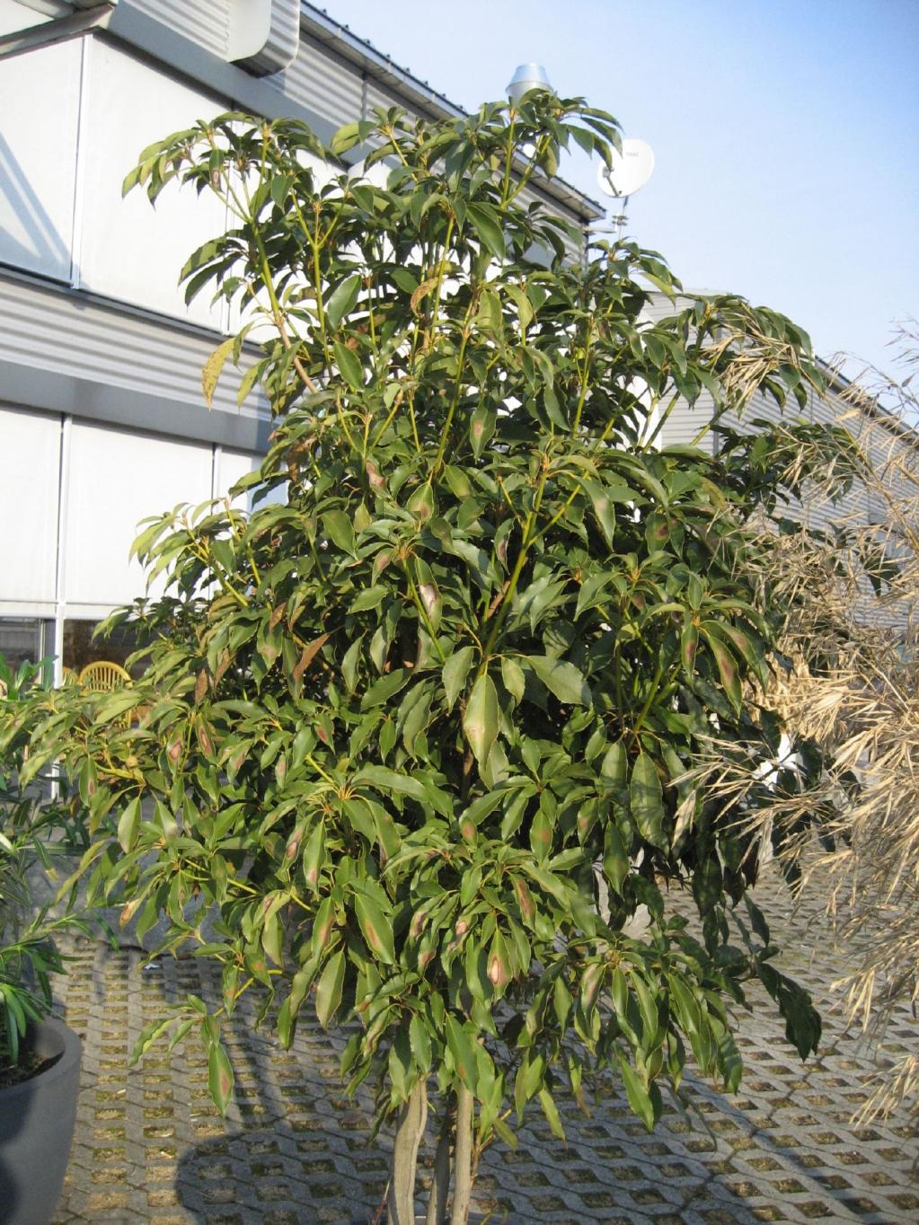 Trochodendron aralioides