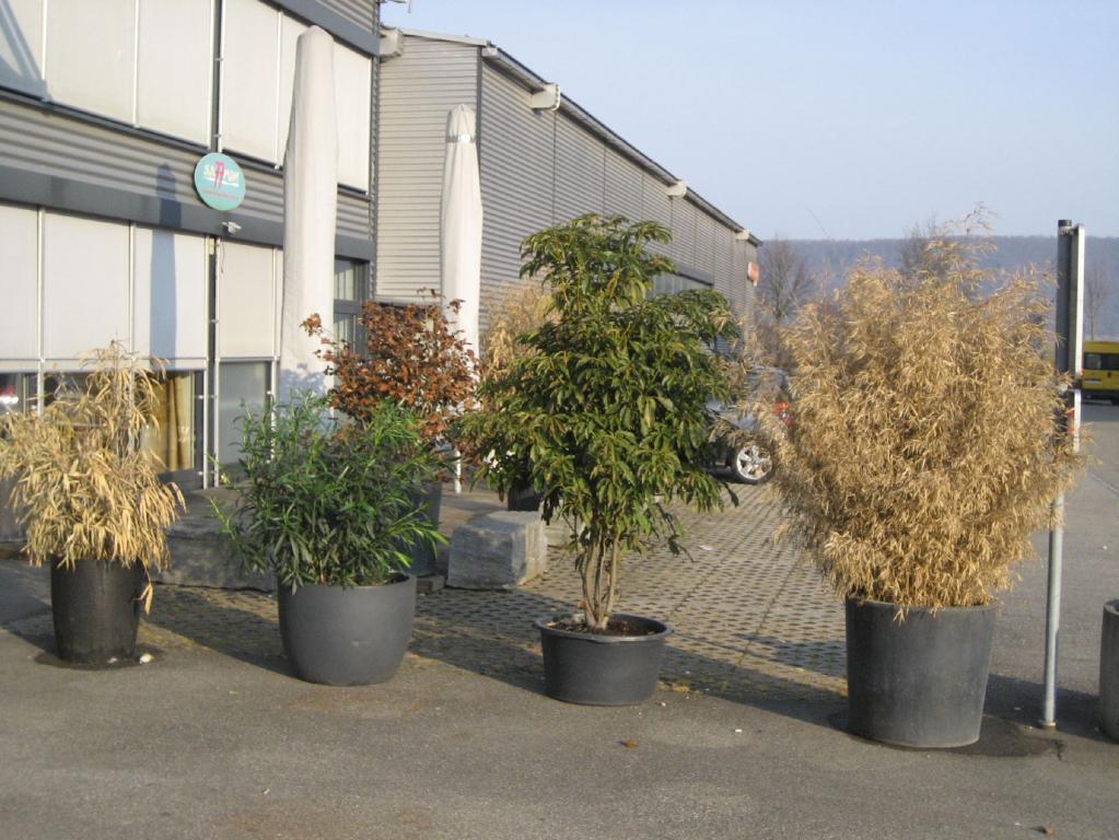 Trochodendron aralioides