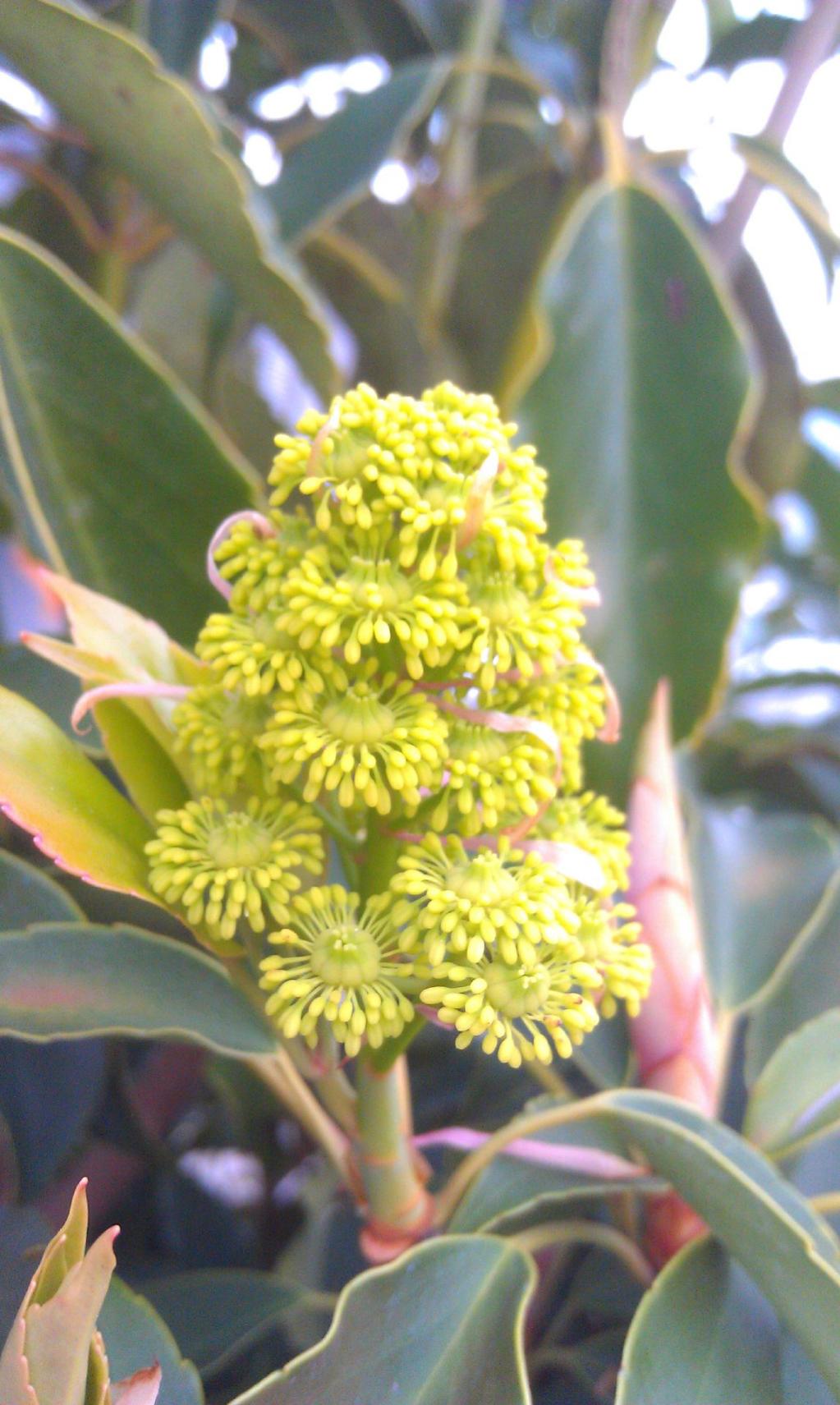 Trochodendron aralioides  -   Radbaum