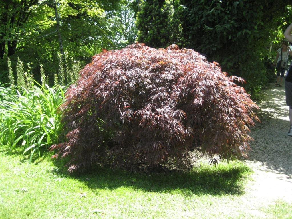 Japanischer Ahorn, Fächerahorn