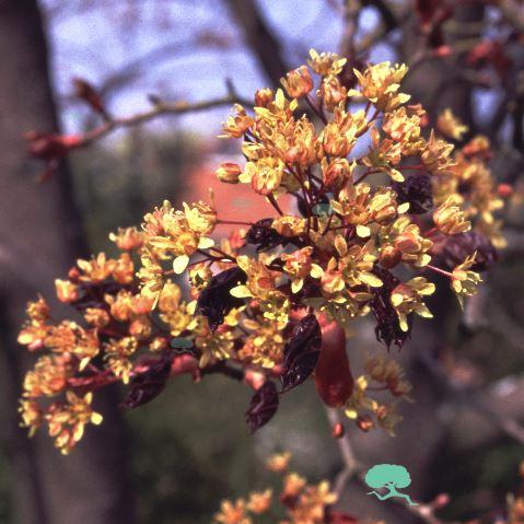 Oregon-Blutahorn 'Royal Red'