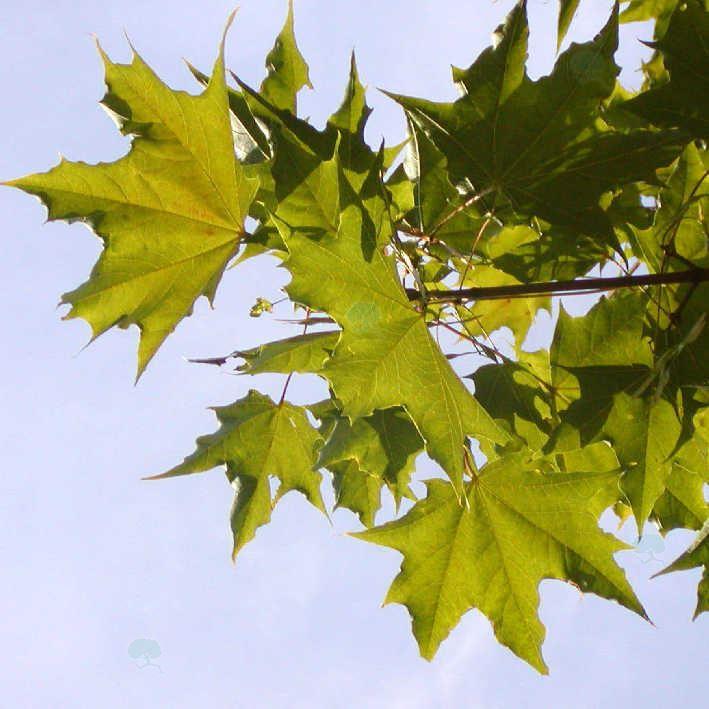 Acer platanoides 'Schwedleri' 