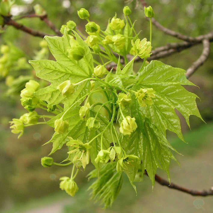 Acer platanoides   