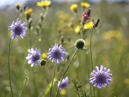 Wildblumen - Mischung zur Heckenuntersaat