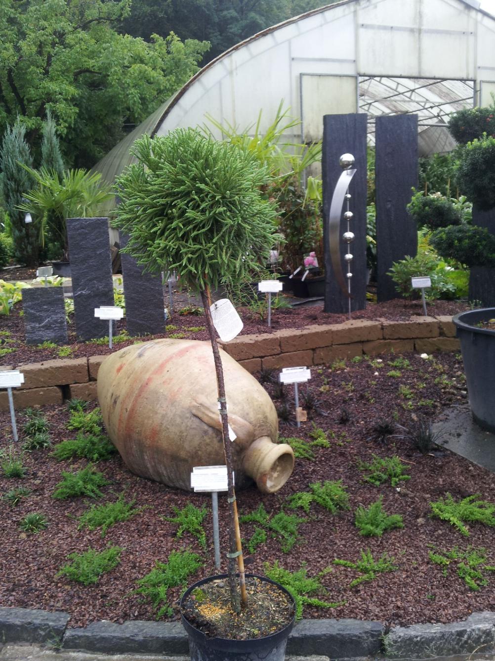 'Little Champion' Stamm 80cm