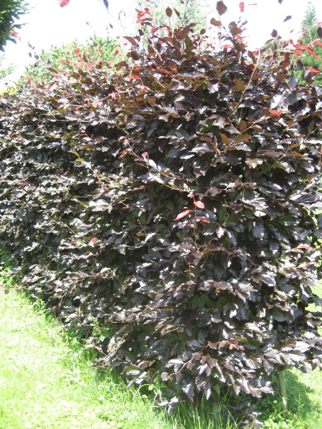 Fagus sylvatica Aropurnica (Purpurea) Blutbuche 