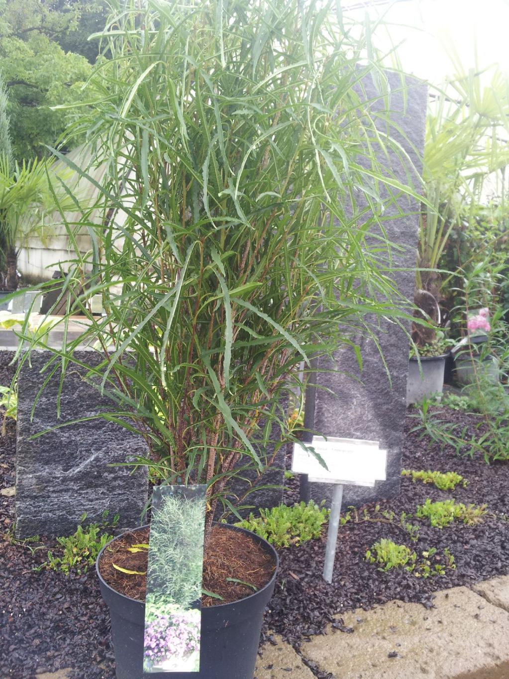 Farnblättriger Faulbaum 'Fine Line'