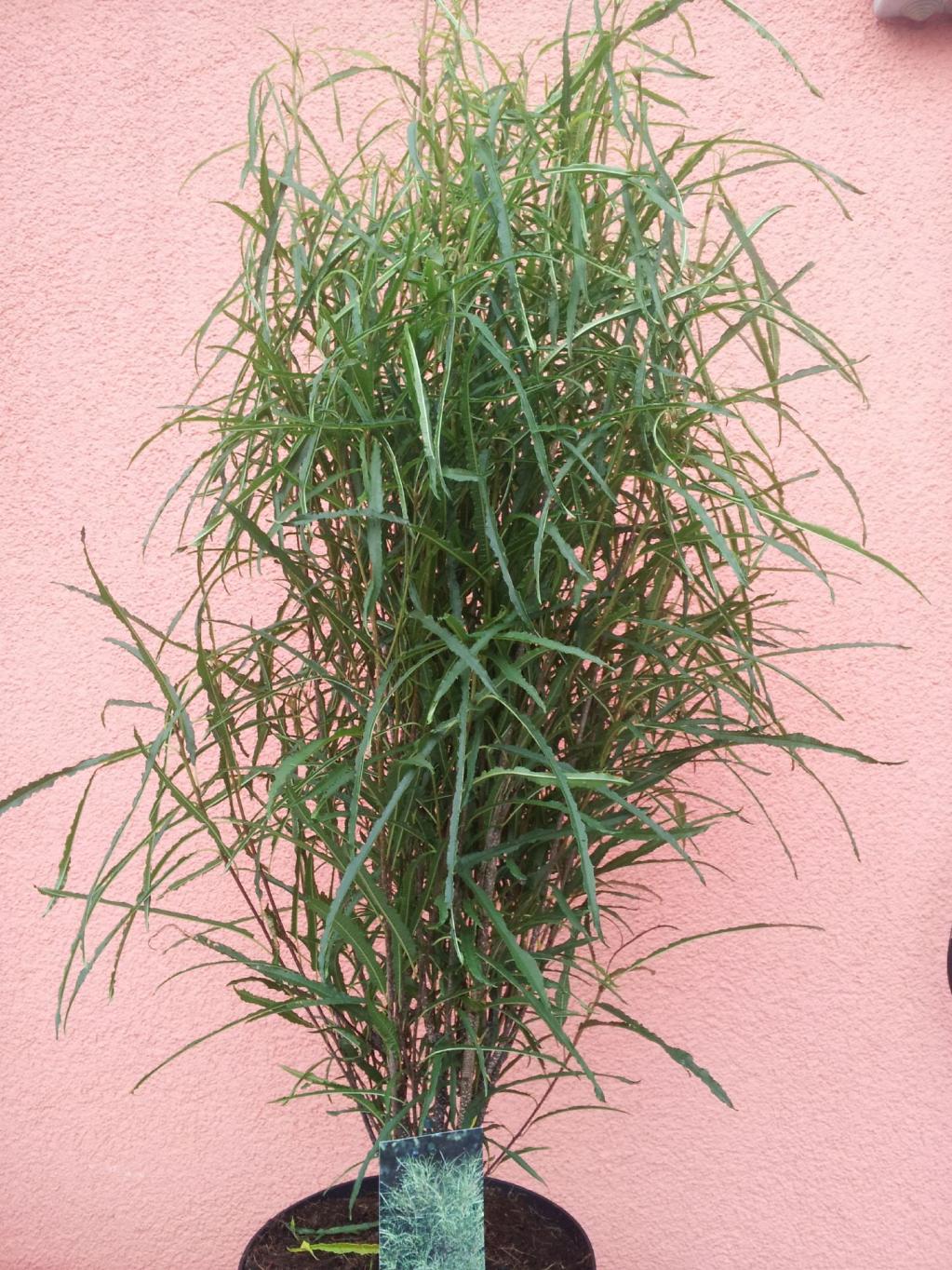 Farnblättriger Faulbaum 'Fine Line'