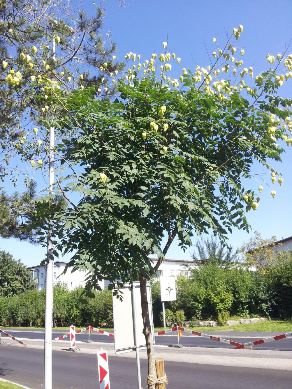 Blasenbaum (Koelreuteria) 