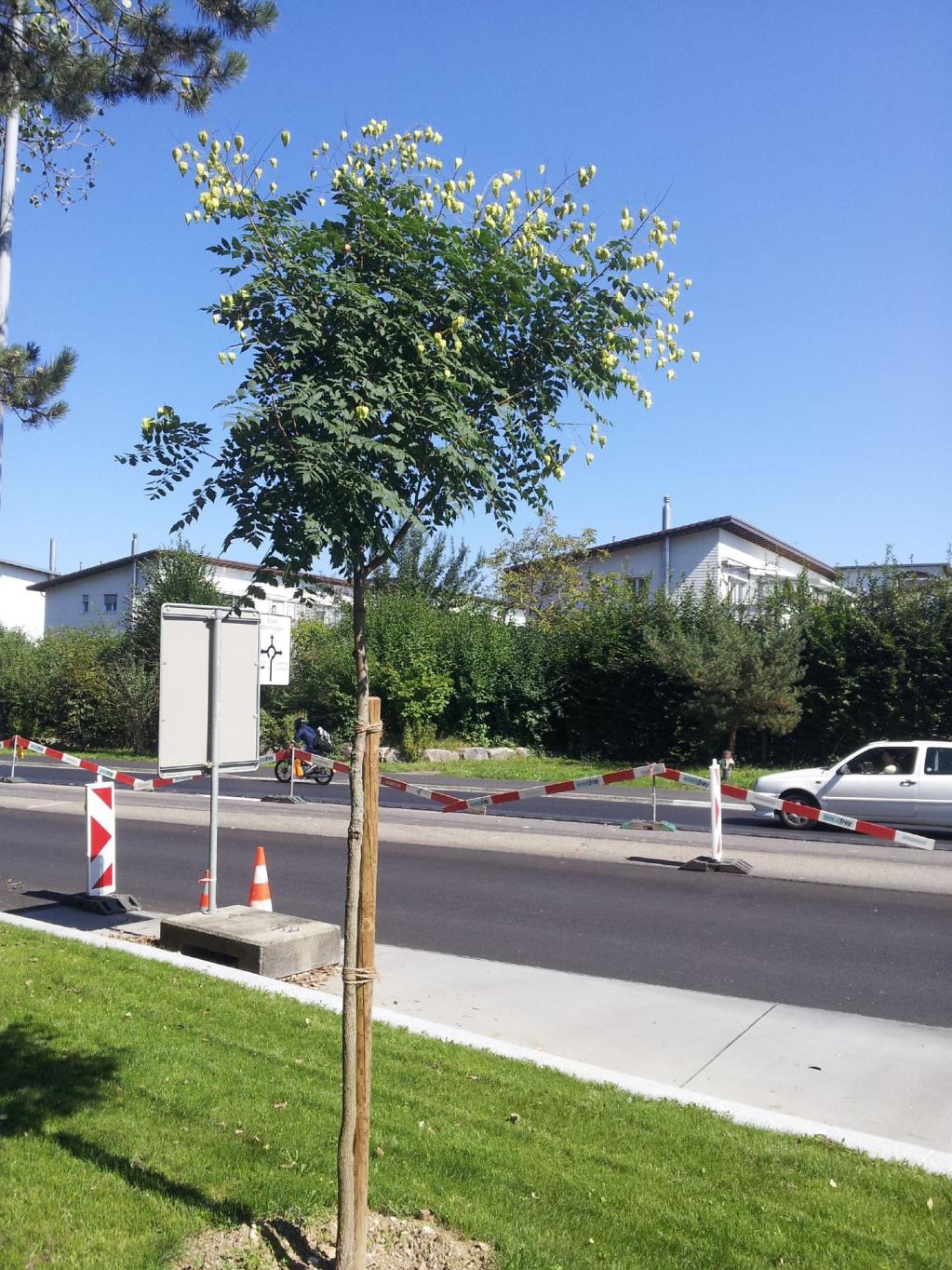 Koelreuteria paniculata  / Hochstamm