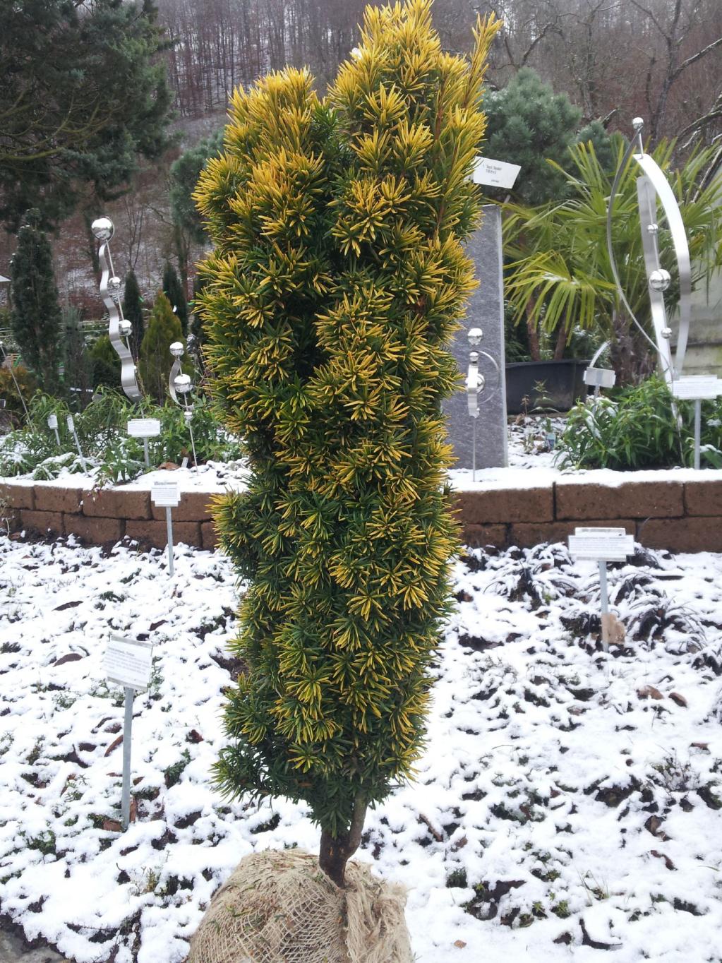 Säulen-Eibe  'Standishii'