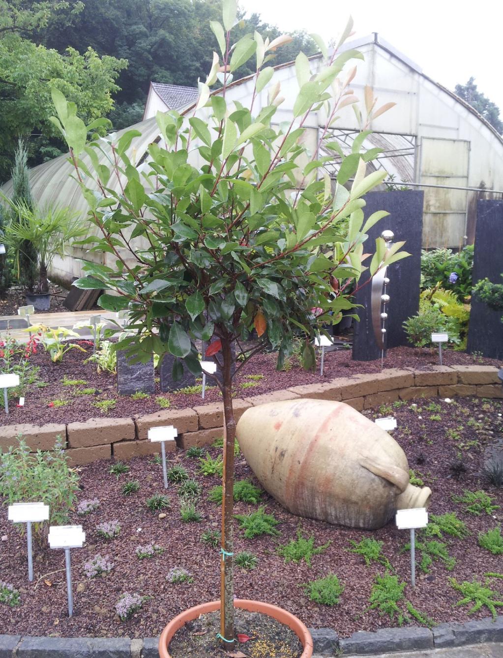 Photinia fraseri 'Red Robin' / Glanzmispel