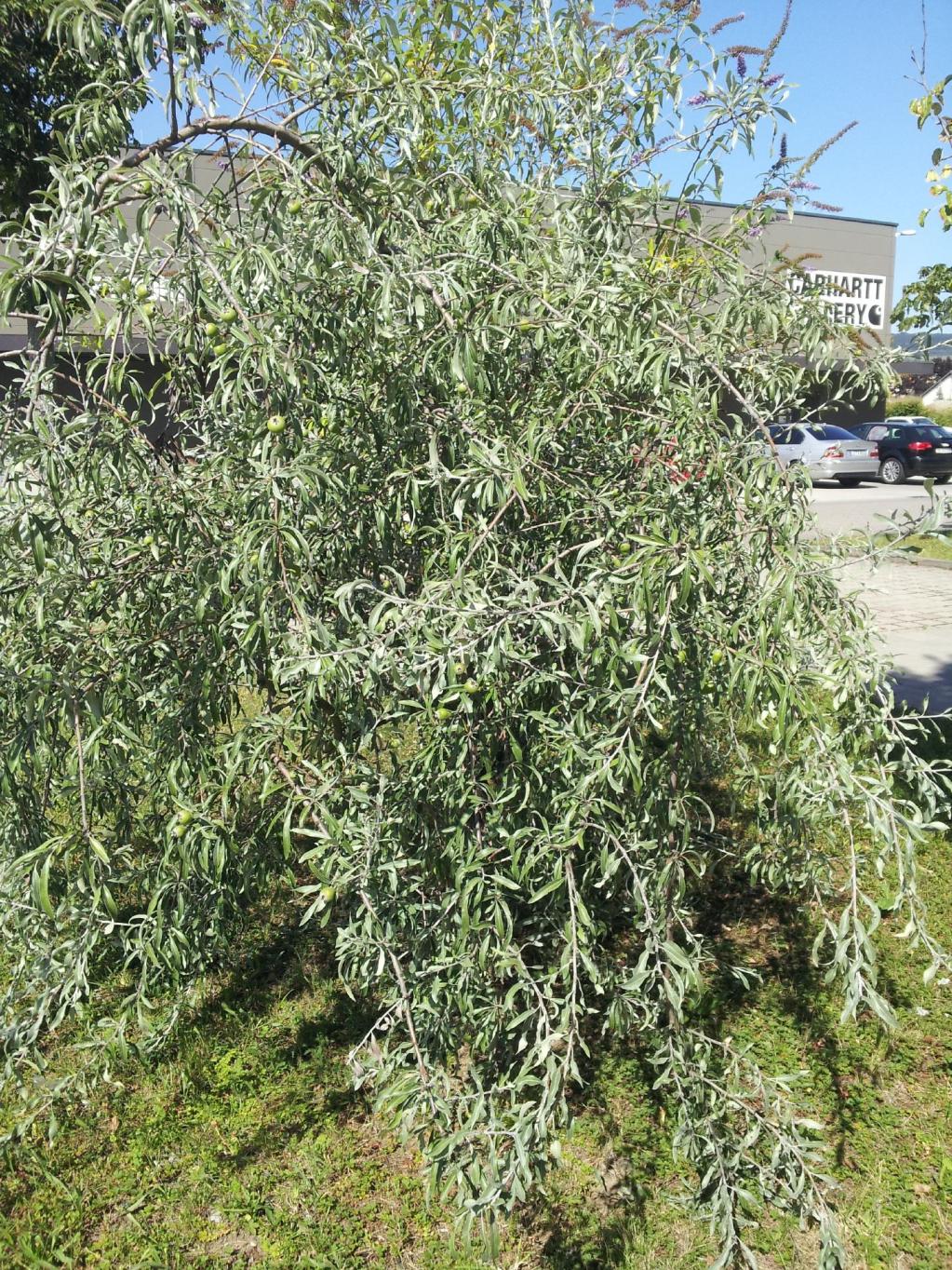 Pyrus salicifolia 'Pendula'