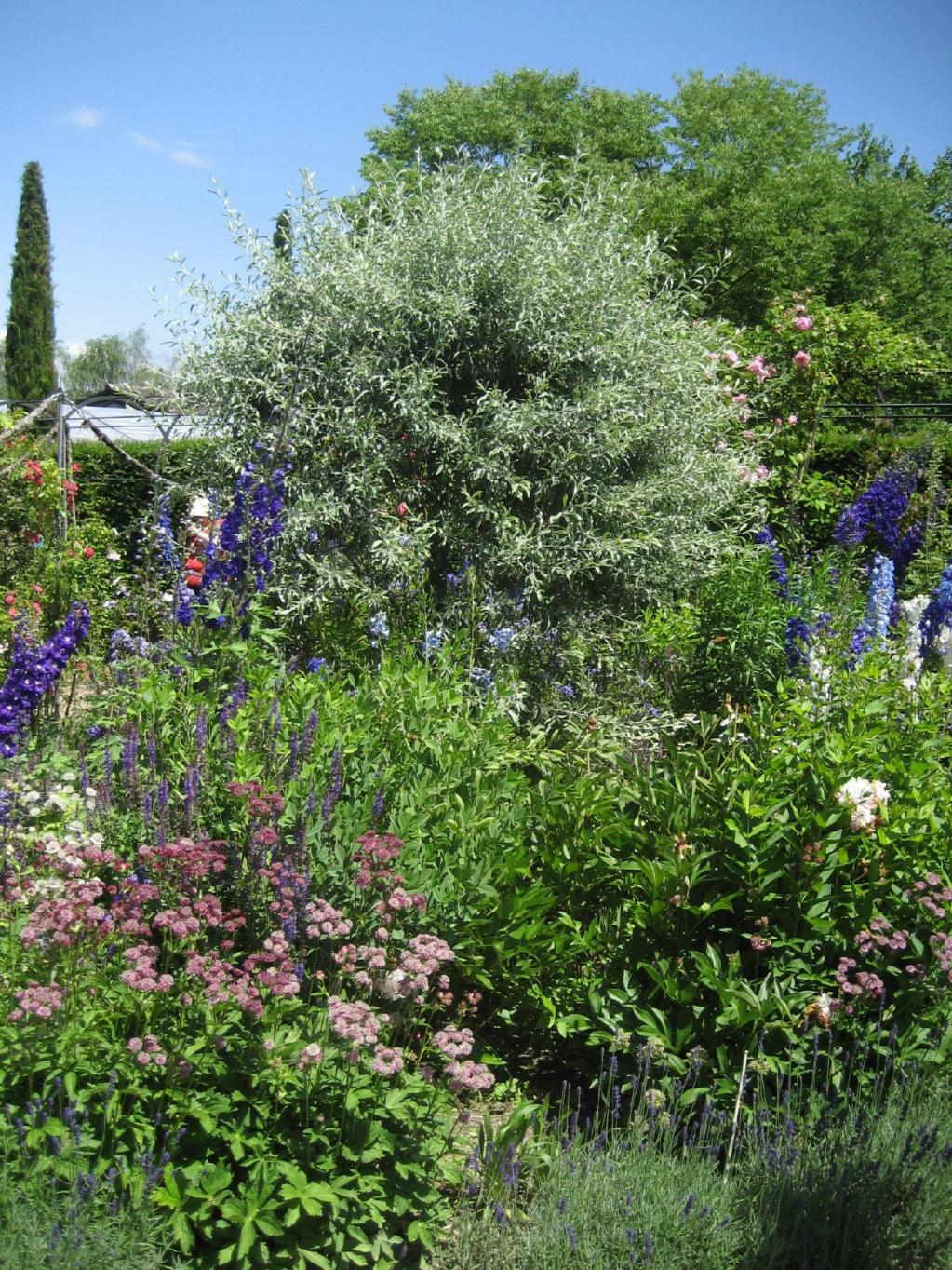 Pyrus salicifolia 'Pendula'