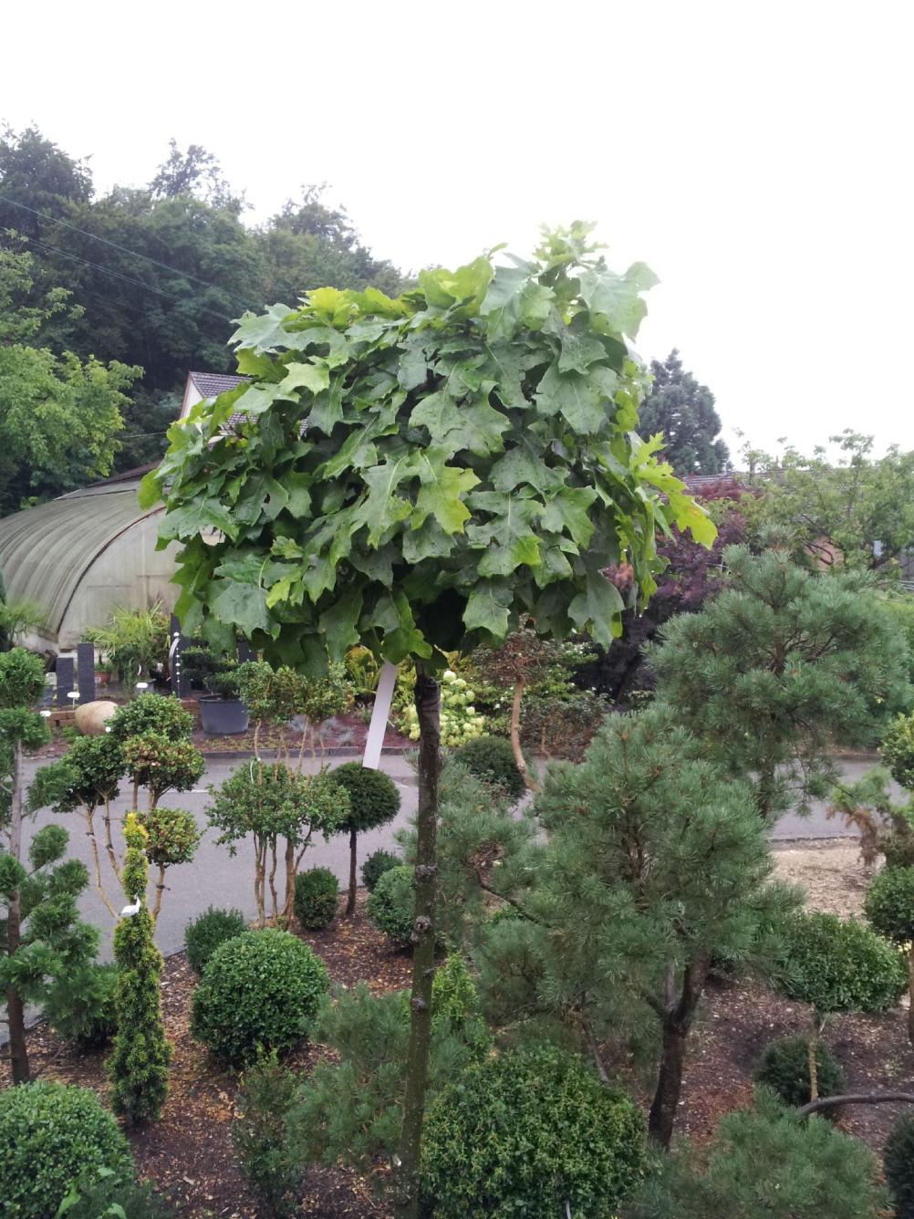 Quercus palustris Sumpfeiche