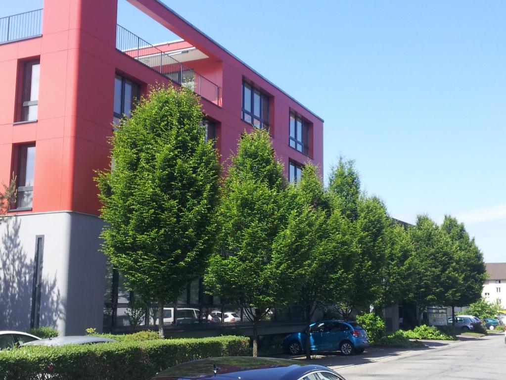 Carpinus betulus 'Fastigiata' 