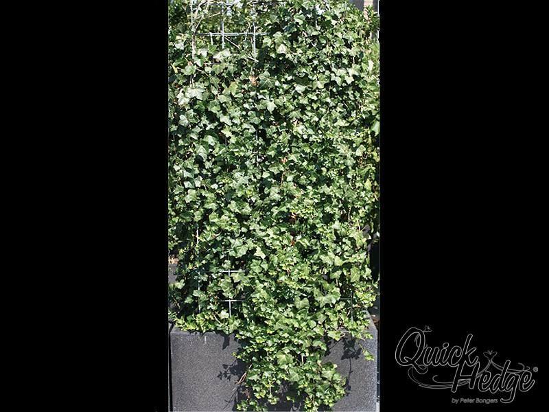Fertighecke / Heckenelement