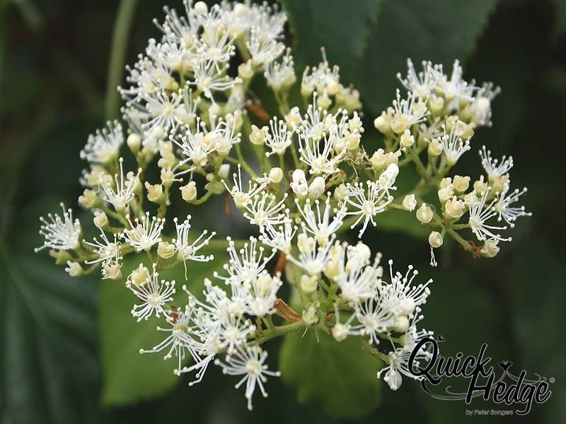 Kletterhortensie (Hydrangea petiolaris) 