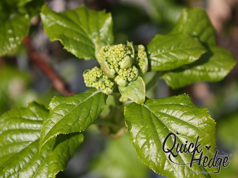 Hydrangea anomale petiolaris