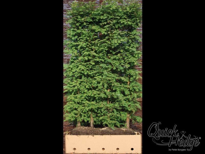 Chinesisches Rotholz