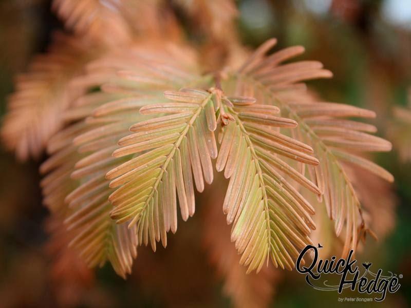 Metasequoia glyptostroboides