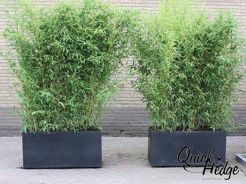 Der Goldrohrbambus phyllostachys aurea 