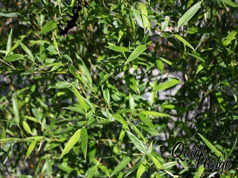 Der Goldrohrbambus phyllostachys aurea