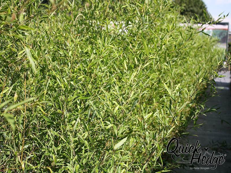 Der Goldrohrbambus phyllostachys aurea