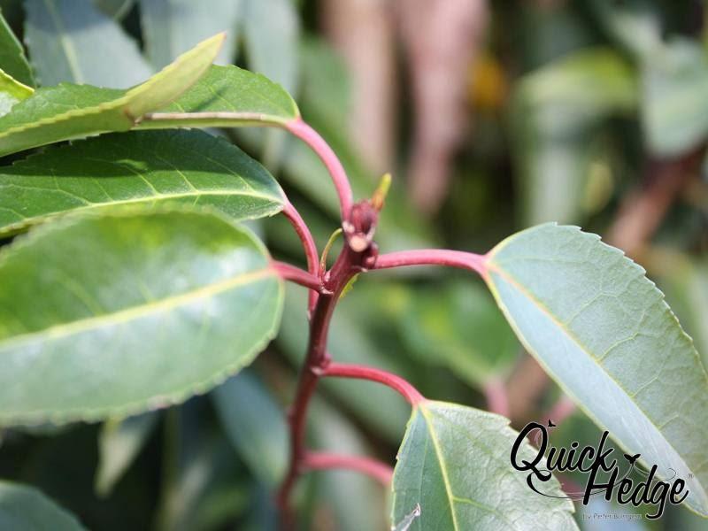 Portugiesische Lorbeerkirsche 'Angustifolia'