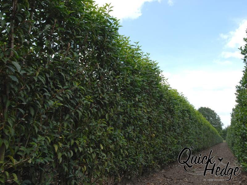 Portugiesische Lorbeerkirsche 'Angustifolia'