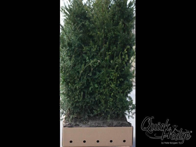 Eiben  Heckenelemente